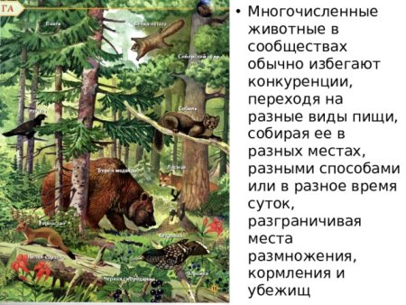 Зона лесов смешанные широколиственные Тайга