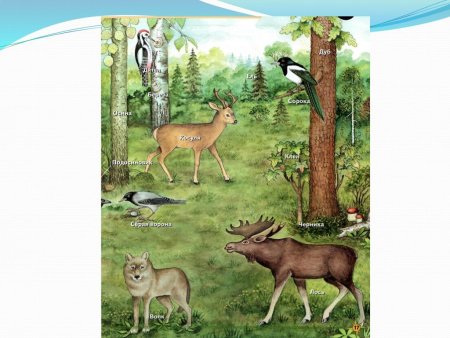 Наземные экосистемы