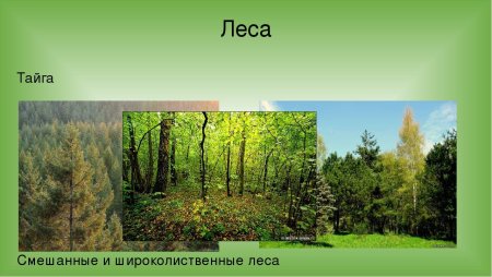 Лес с дикими животными