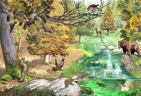 Рисование на тему лес и его обитатели