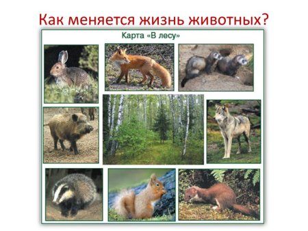 Тайга для детей