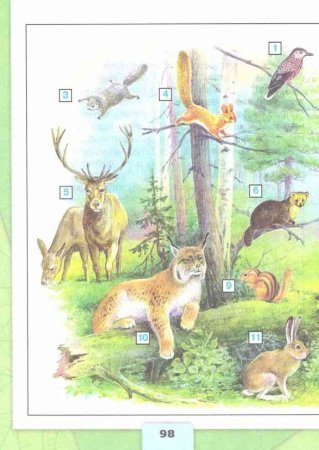 Природные зоны иллюстрации