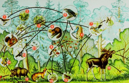 Звери в лесу