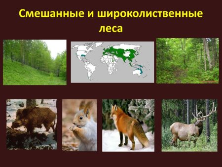 Жители леса