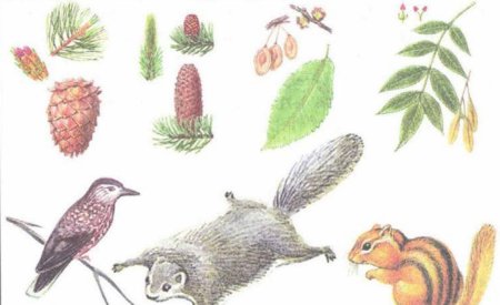 Смешанные и широколиственные леса Флора и фауна