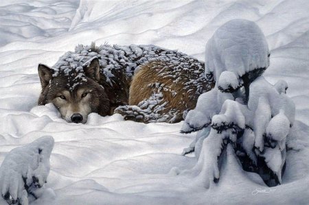 Художник-анималист Даниэль Смит волки