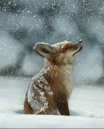 Зимняя лиса