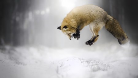 Песец мышкует