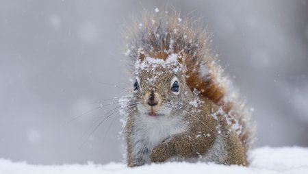 Белка зимой