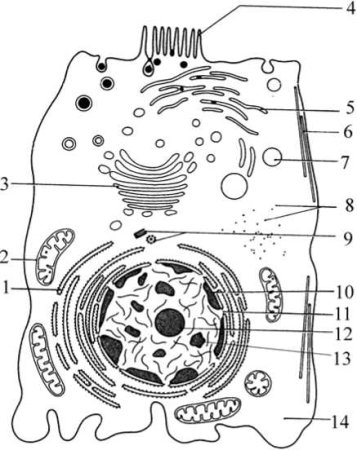 Эукариотическая клетка строение схема клетки