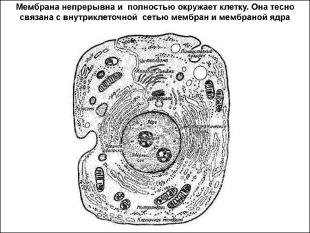 Строение эукариотической клетки черно-белые