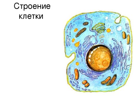 Животная клетка рисунок 5 класс биология
