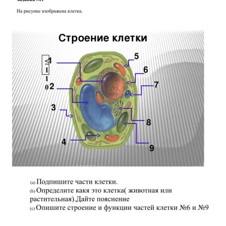 Схема строения эукариотической клетки