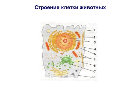 Строение растительной и животной клетки без подписей