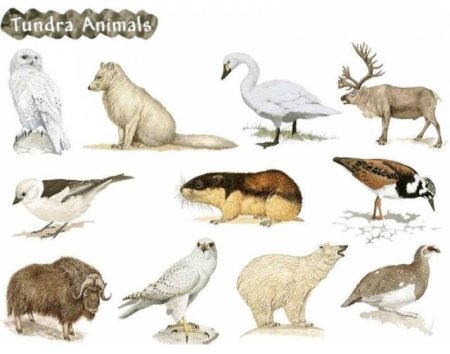 Растения и животные крайнего севера и тундры