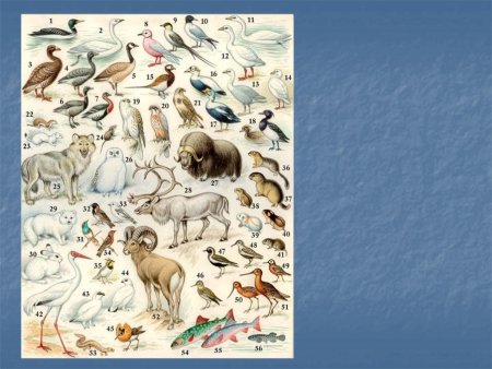 Рисунок тундры с животными и растениями