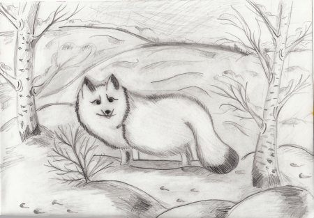 Песец рисунок