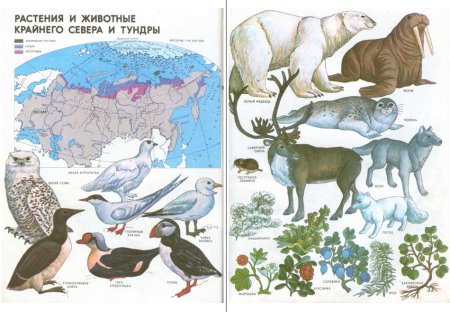 Растения и животные крайнего севера и тундры