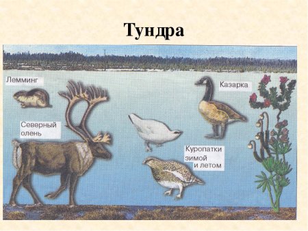 Рисунок тундры 4 класс окружающий мир