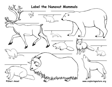 Животные тундры раскраска для детей