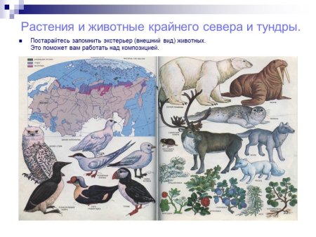Растения и животные крайнего севера и тундры