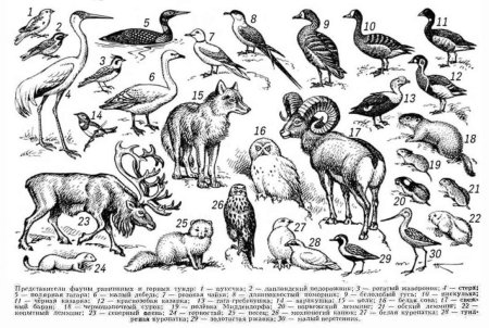 Представители фауны тундры