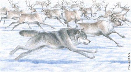 Тундра рисунок карандашом