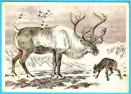 Северный олень новоземельский подвид – Rangifer tarandus pearsoni Lydekker, 1903