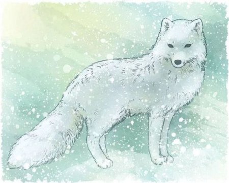 Нарисовать песца