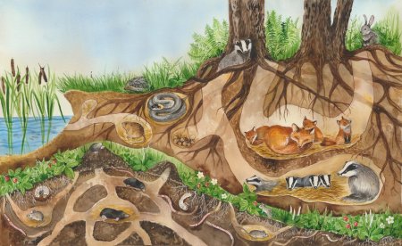 Нора для животных