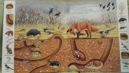 Схема Норы мыши полевки