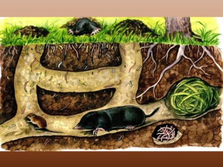 Животные почвы