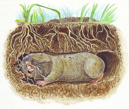 Крот слепыш