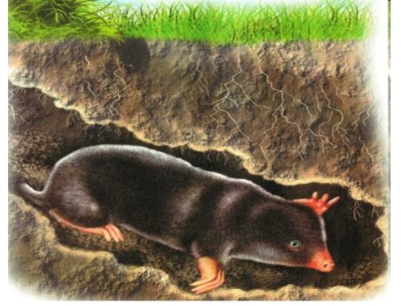 Крот под землей