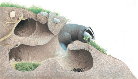 Нора барсука схема