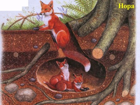 Лиса в норе