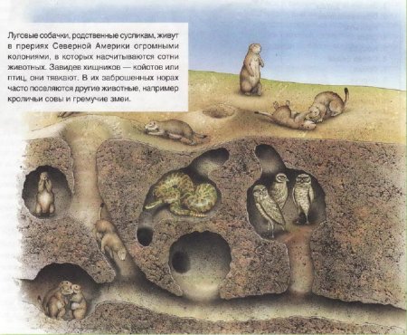 Нора байбака в разрезе