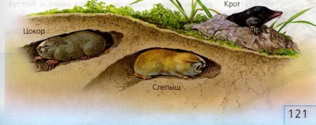 Слепыш гигантский в норе