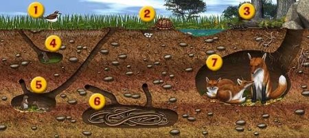 Почва и подземные обитатели