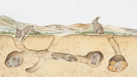 Дикий кролик в норе