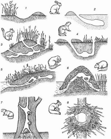 Строение мышиной Норы