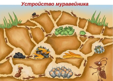 Муравейник Лесной в разрезе