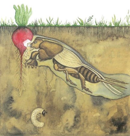 Медведки под землей