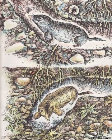 Танасийчук экология