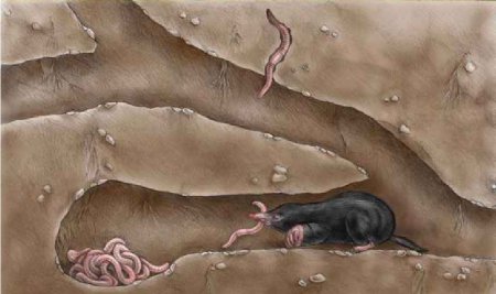 Туннель крота