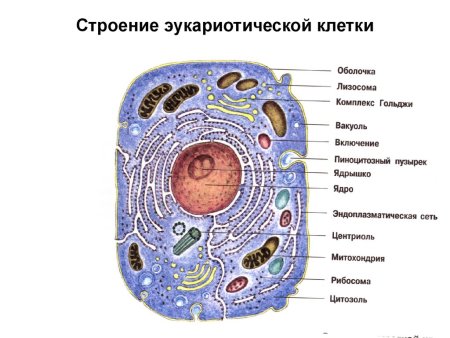 Схема строения эукариотной клетки