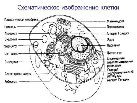 Строение клетки дрожжей