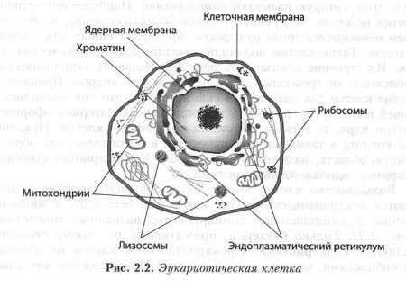 Схема строения эукариотической клетки