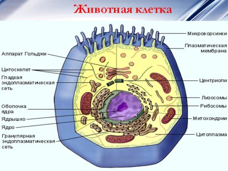 Схема строения эукариотической клетки