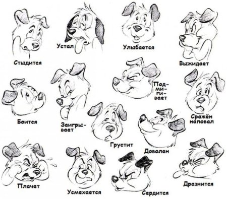Эмоции животных в рисунках